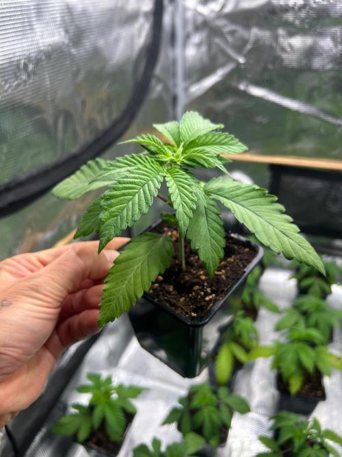 CrabSnap — The First Chapter. Week 3