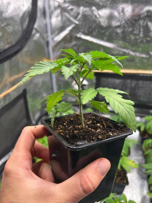 CrabSnap — The First Chapter. Week 3
