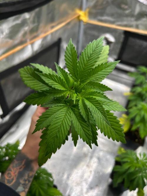 CrabSnap — The First Chapter. Week 4