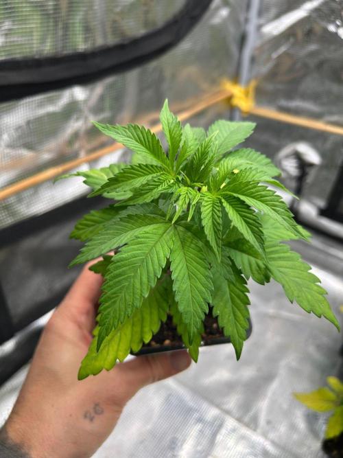 CrabSnap — The First Chapter. Week 4