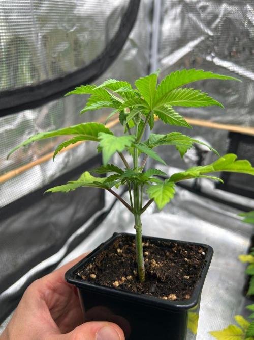 CrabSnap — The First Chapter. Week 4