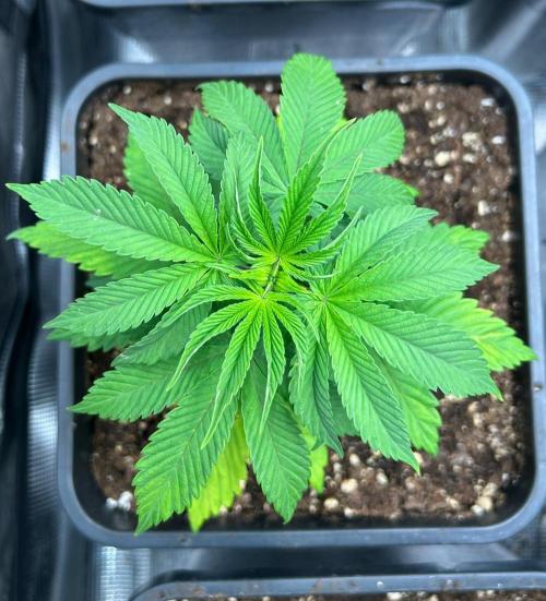 CrabSnap — The First Chapter. Week 5