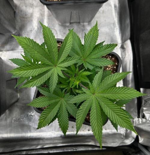 CrabSnap — The First Chapter. Week 6
