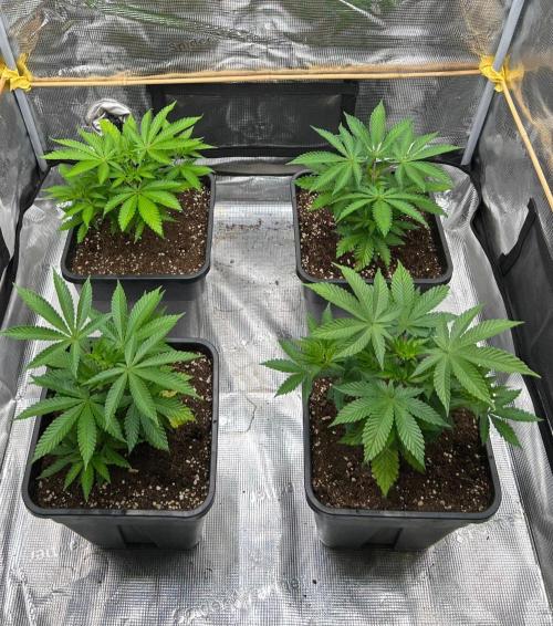 CrabSnap — The First Chapter. Week 6