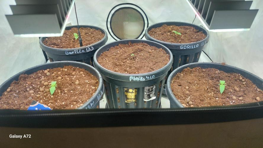 Fast buds. Week 1