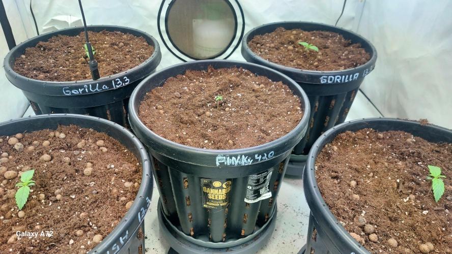 Fast buds. Week 1