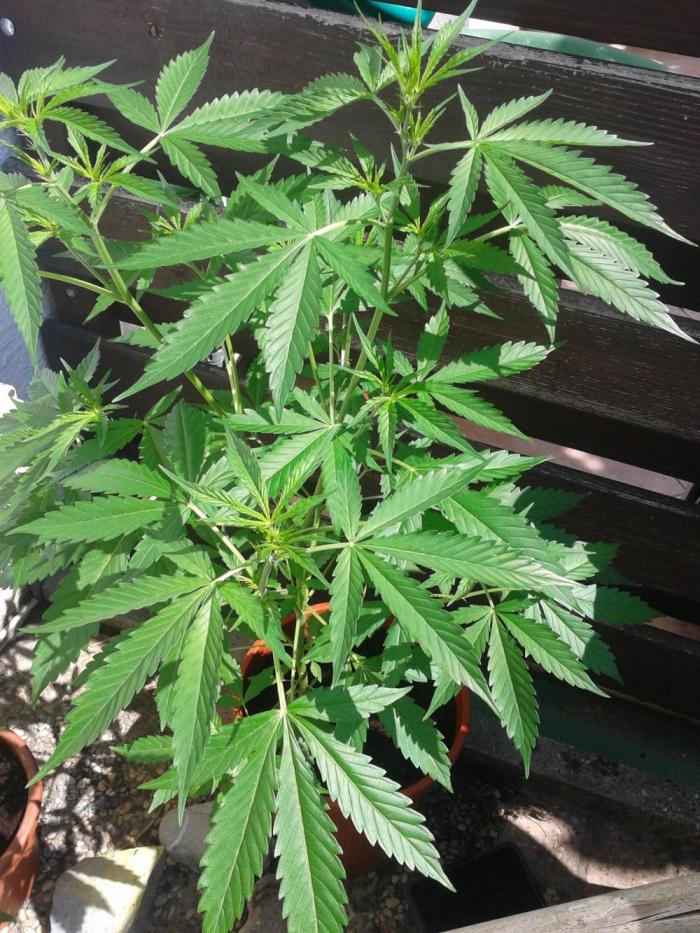 Auto Sour Diesel. Week 5