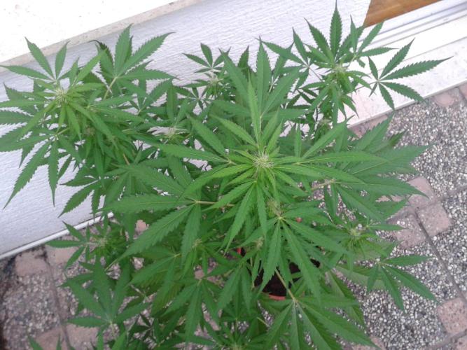 Auto Sour Diesel. Week 7