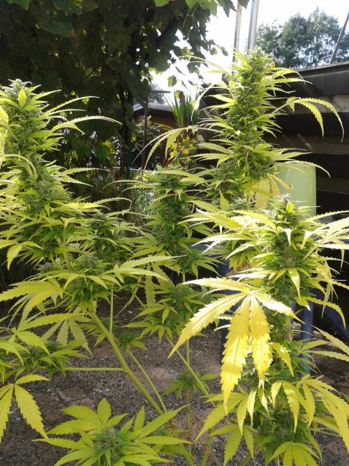 Auto Sour Diesel. Week 11