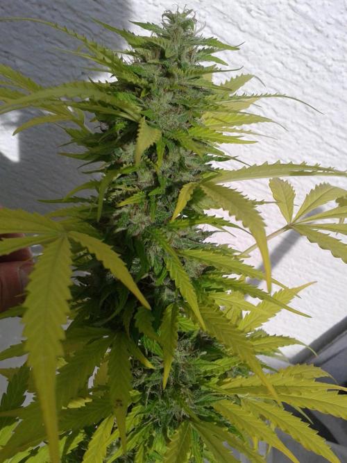 Auto Sour Diesel. Week 11