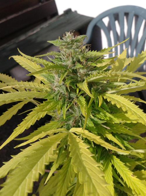 Auto Sour Diesel. Week 11