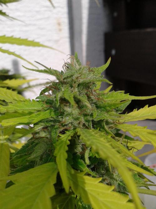 Auto Sour Diesel. Week 11