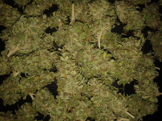 Auto Sour Diesel. Week 11