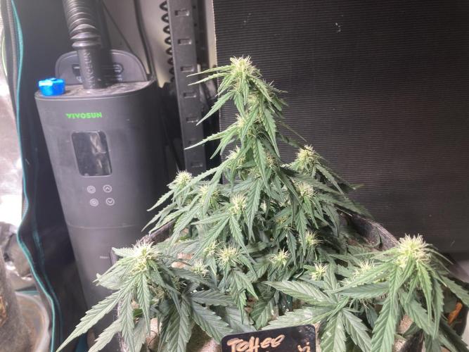 Anesia Seeds - Toffee Pudding Auto. Week 6 - Tag 33
Sehr klein geblieben