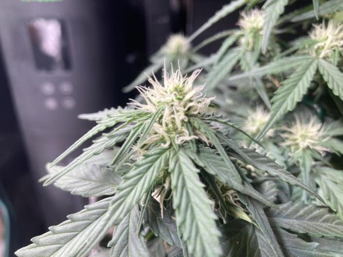 Anesia Seeds - Toffee Pudding Auto. Week 6 - Tag 33
Aber Bud Ignitor macht seinen Job