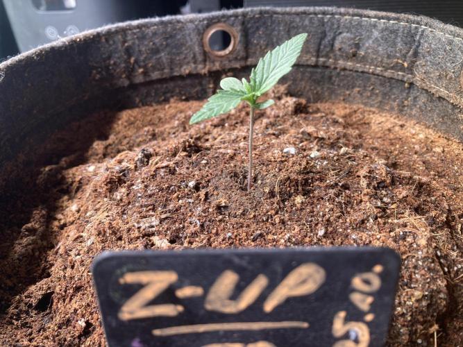 z-Up Fastbuds. Week 1 - Tag 10
Darf langsam loslegen