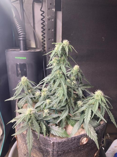 Anesia Seeds - Toffee Pudding Auto. Week 6 - Tag 35
Kann man beim Wachsen zugucken