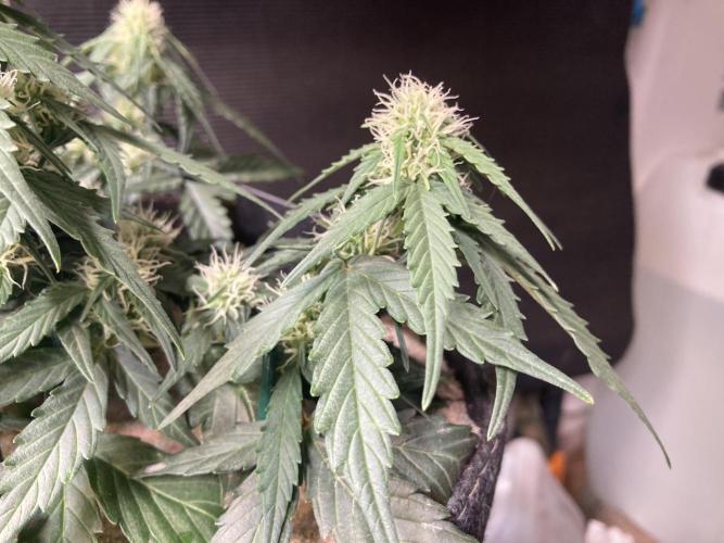 Anesia Seeds - Toffee Pudding Auto. Week 6 - Tag 35