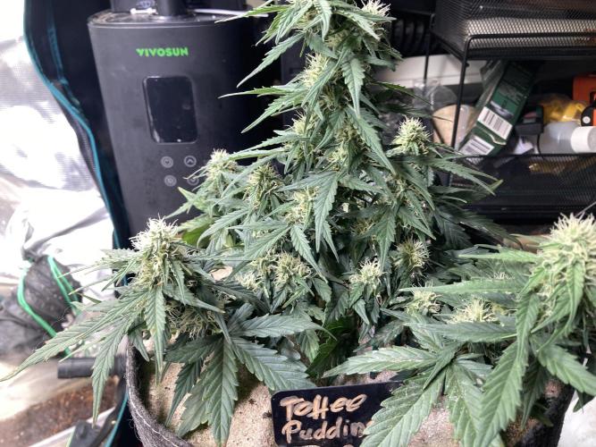 Toffee Pudding Auto - Anesia Seeds. Week 7 - Tag 46
Auf Stretch hat die iwie gar kein Schniff... das bleibt ein Bonsai