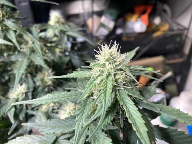 Toffee Pudding Auto - Anesia Seeds. Week 7 - Tag 46
immerhin