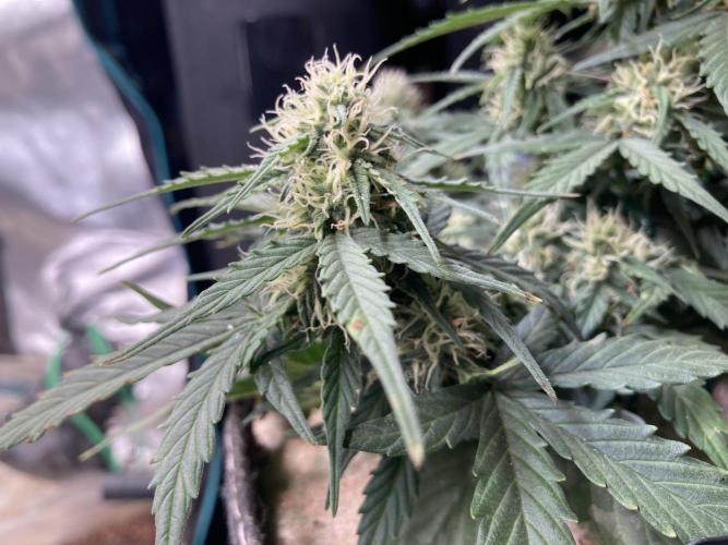 Toffee Pudding Auto - Anesia Seeds. Week 7 - Tag 46
die Blüten