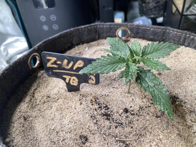 z-Up - Fastbuds. Week 2 - Tag 17
Langsam gehts los