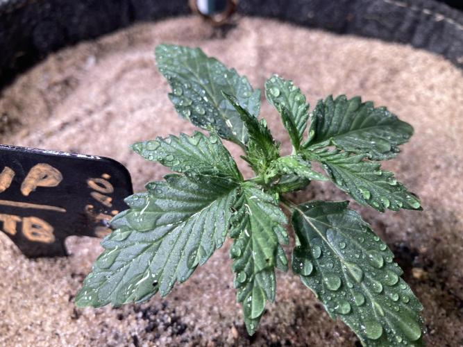 z-Up - Fastbuds. Week 2 - Tag 17
