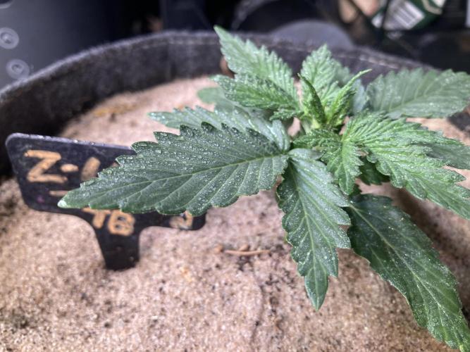 z-Up - Fastbuds. Week 3 - Tag 18 Schön siehts...