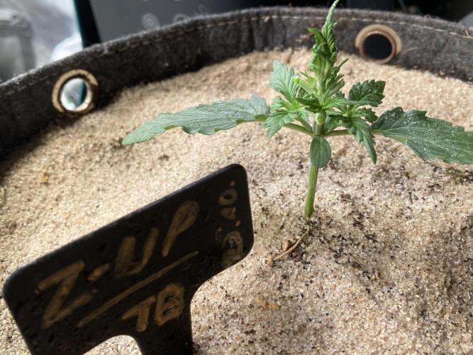 z-Up - Fastbuds. Week 3 - Tag 18 Huch! Nackedei!