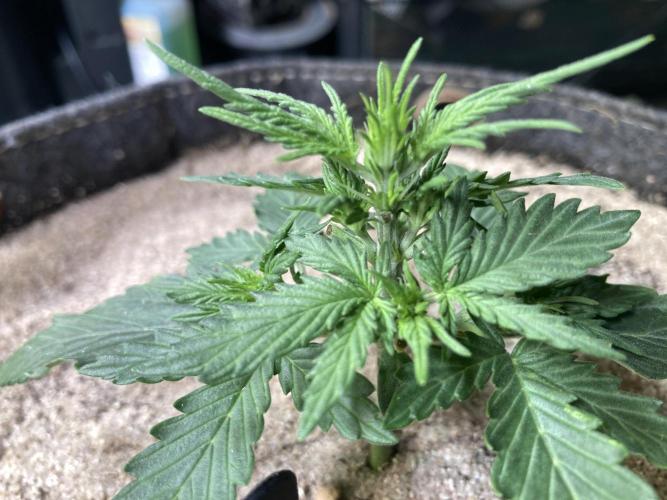 z-Up - Fastbuds. Week 2 - Tag 21
5te Nodie bereirs ausgebildet, d.h...