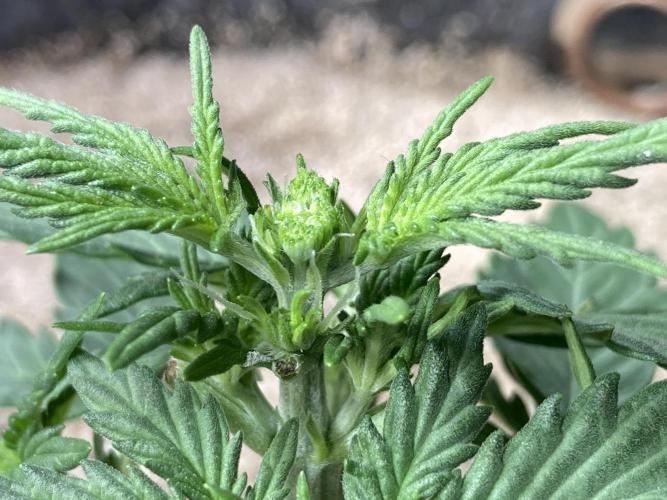 z-Up - Fastbuds. Week 2 - Tag 21 
...ab mit dem Kopf