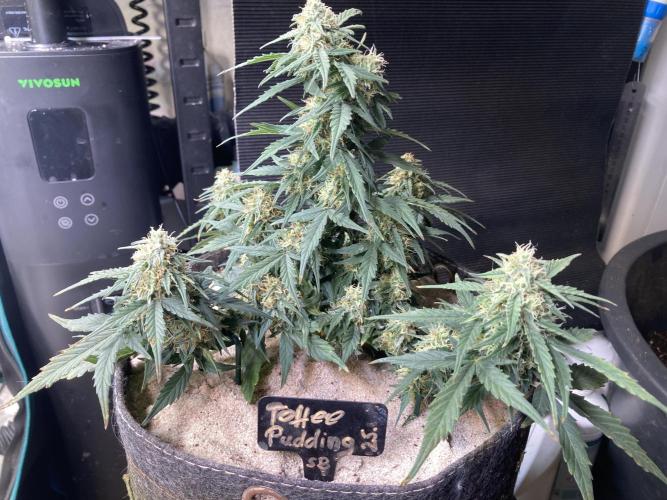 Toffee Pudding Auto - Anesia Seeds. Week 7 - Tag 52