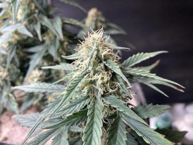 Toffee Pudding Auto - Anesia Seeds. Week 7 - Tag 52