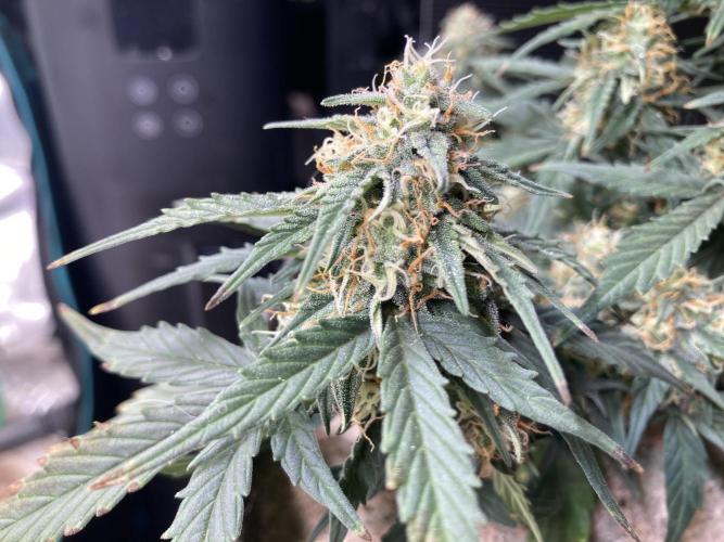 Toffee Pudding Auto - Anesia Seeds. Week 7 - Tag 52