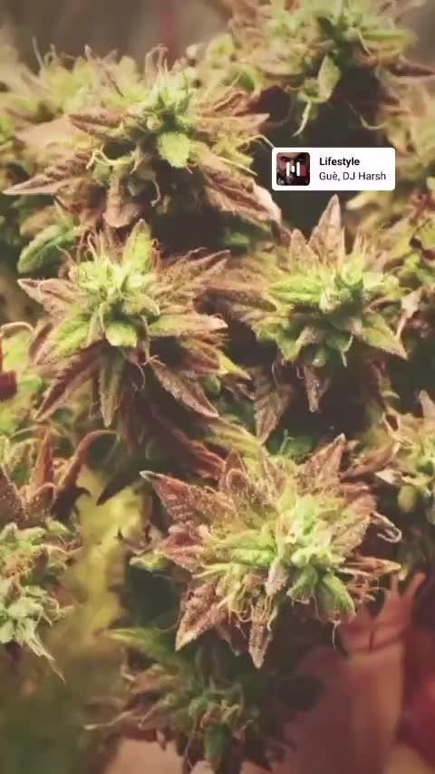 Haze berry auto 2023