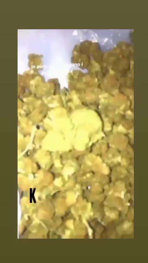 Amnesia hybrid 2022