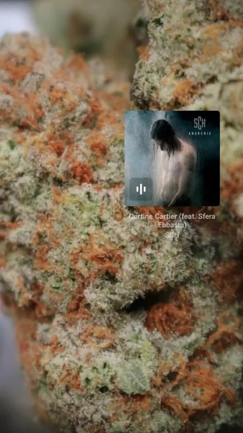 Haze berry auto 2023