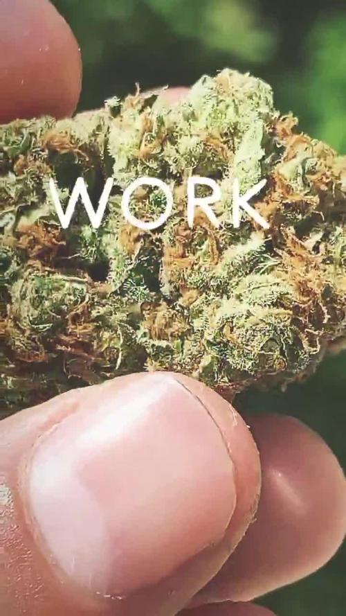 Haze berry auto 2023