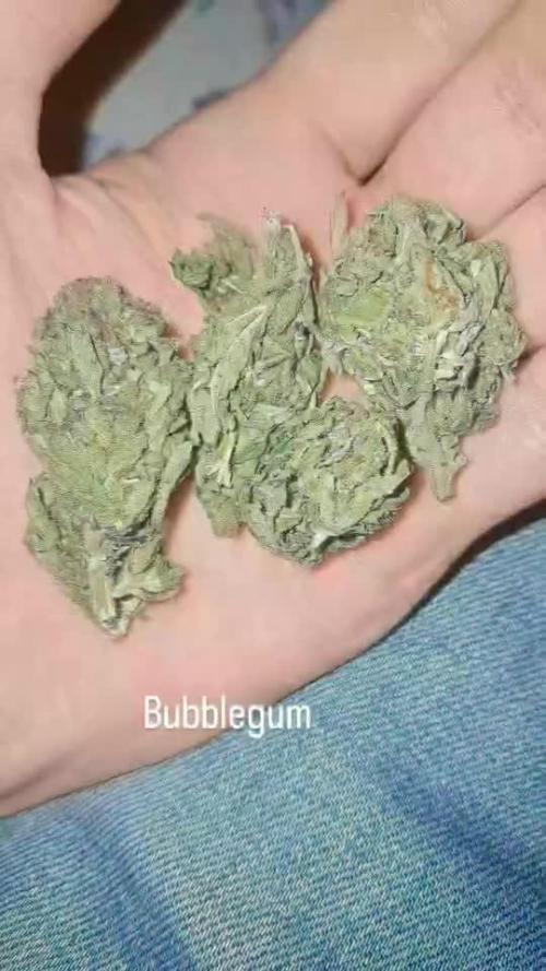 Bubblegum auto