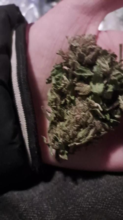 Bubblegum auto - Auto BubbleGum xxl