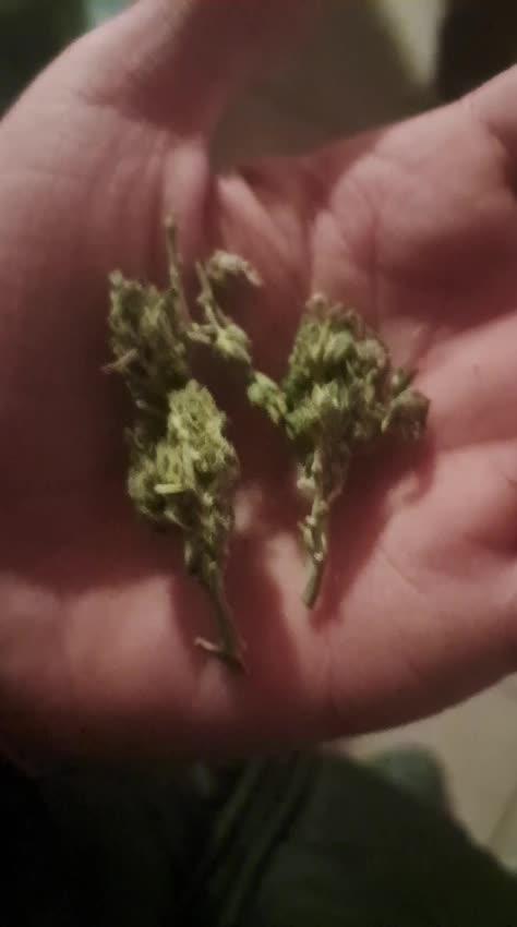 2026 best plants