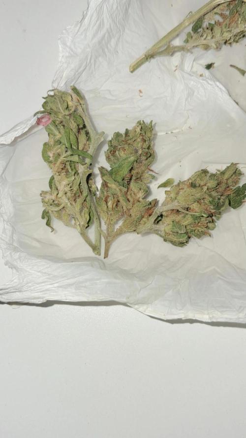 2026 best plants. Week 8