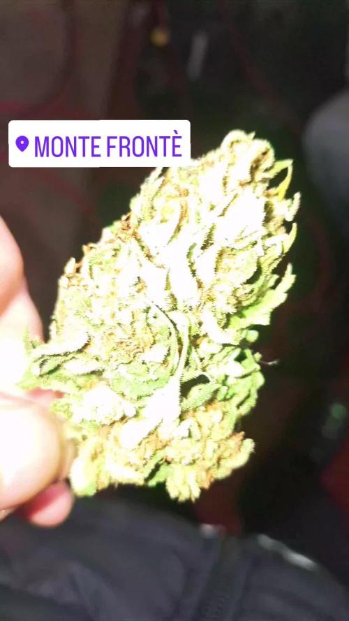 mountain weed 2026