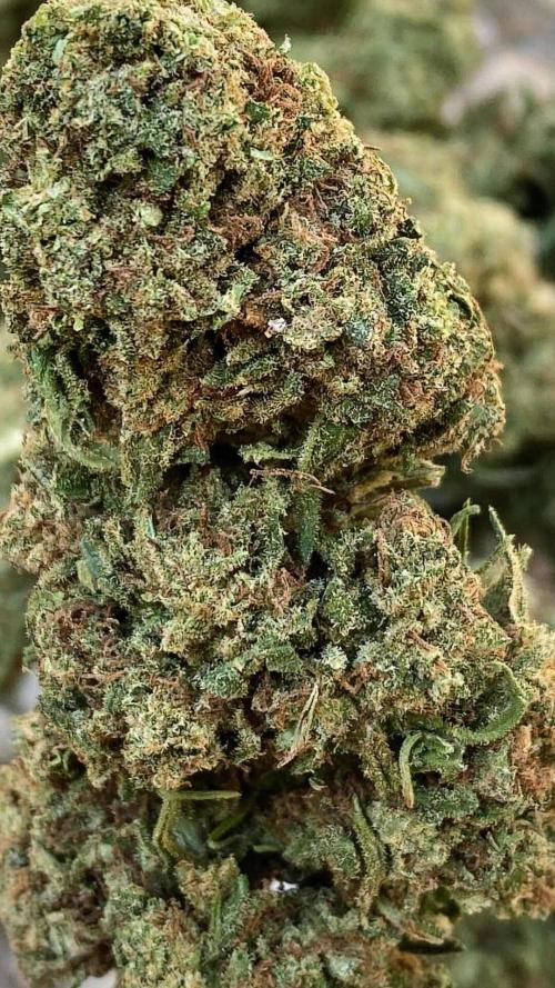 Royal Queen Seeds - Amnesia Haze Regular door JollyGrower