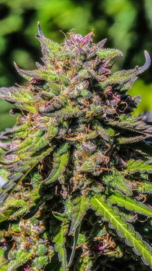 Royal Queen Seeds - Amnesia Haze Regular door JollyGrower