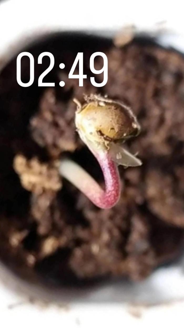 2026 best plants. Week 0 - Sherbet queen 