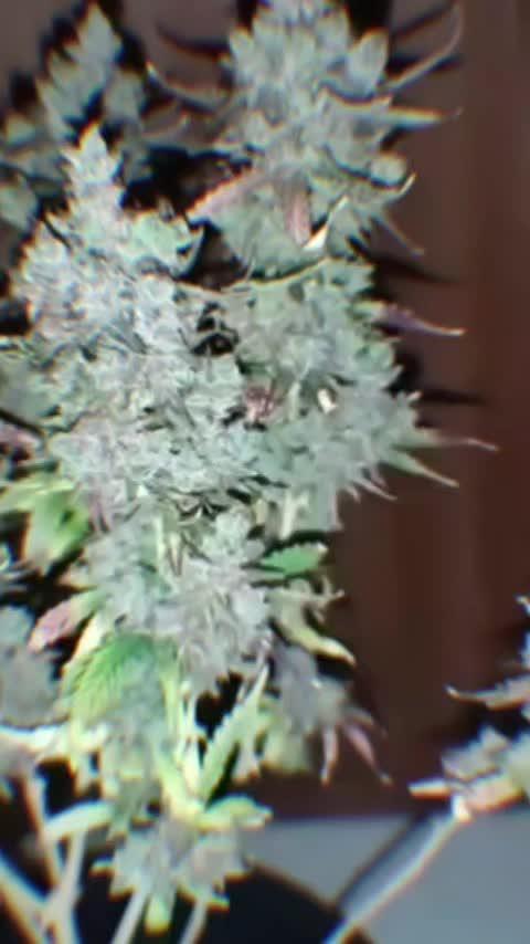 2026 best plants