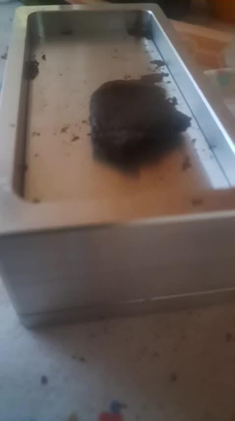 Hashish Cherry pie 2026