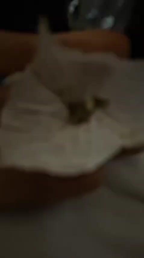 Hashish Cherry pie 2026