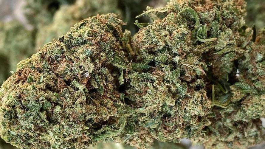 Royal Queen Seeds - Amnesia Haze Regular door JollyGrower